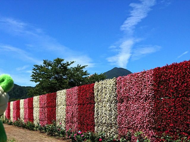 xSjAŉԂ̃iCAK
op_N䖞xIH
_Ό