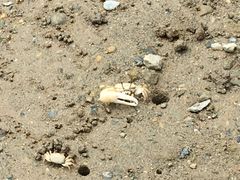 Happow̃}O[uJk[c[Oւ̓eʐ^1