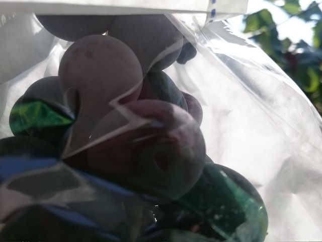 񂿂񂳂̂Ԃǂ̓eʐ^1