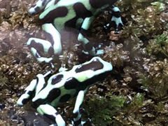 Flyers�����Kawazoo �̊��^�J�G���قւ̓��e�ʐ^1