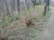 Ƃ񂳂̍O@R̃AWTC̓eʐ^1