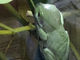 FlyersさんのKawazoo 体感型カエル館の投稿写真2