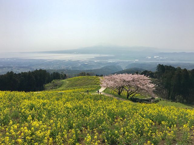 �ʐ^�A_���ؕ􍂌�