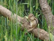 �ꂢ����̂������܎s�@�s���̐X�̓��e�ʐ^3