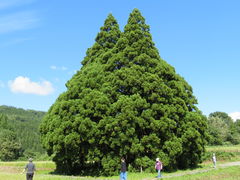 yosshyさんの小杉の大杉（トトロの木）の投稿写真3
