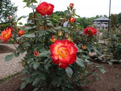 񂳂̃[YK[fՂׂւ̓eʐ^3