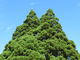 yosshyさんの小杉の大杉（トトロの木）の投稿写真1