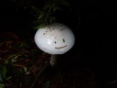 ݂THE@HIGHEST@PEAKւ̓eʐ^1