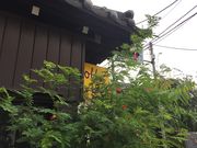 suzũJoR[q[X̓eʐ^1