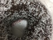 }񂳂̃~X^[h[icуVbv̓eʐ^1