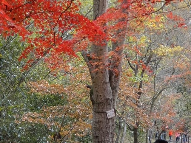 �e������(���̉�)�t�߂̍g�t�B�ʐ^�����ɐ��H��(����)������l�����܂��B_�i�q���m�R���p����