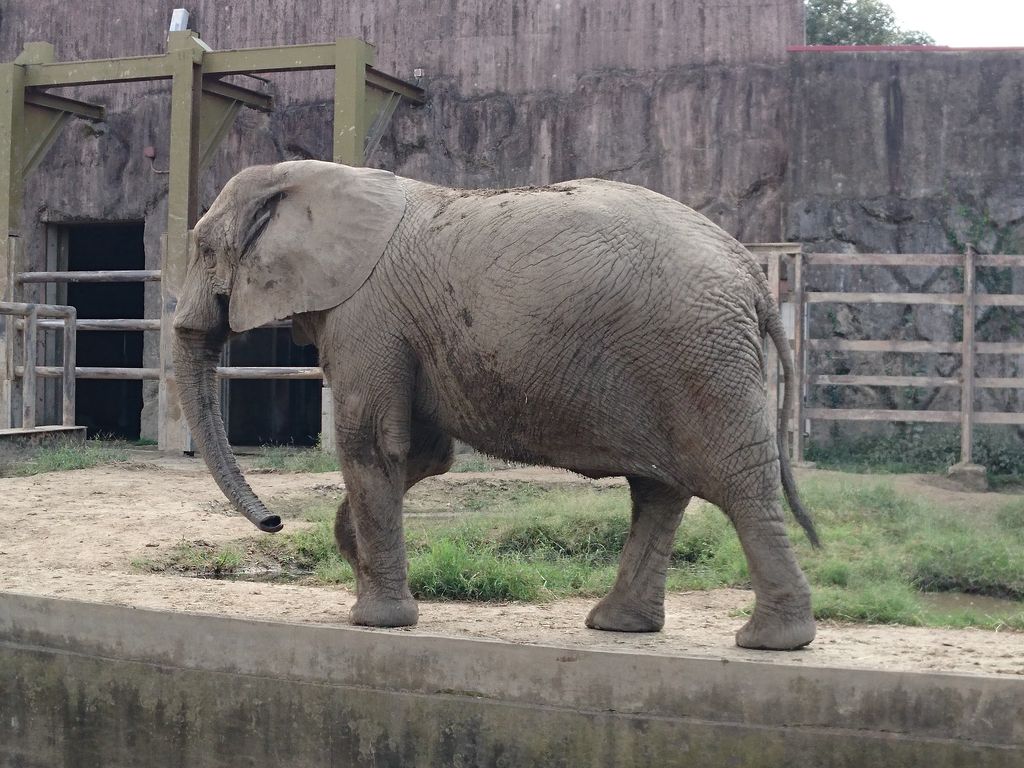 東武動物公園 デート 夏 デート