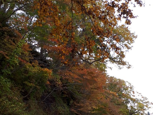 �g�t�B�s�[�N�͂������傢�B_���c��