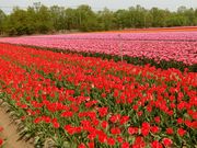 ₟ۂ񂳂̑ٓs`[bvtFXeBo̓eʐ^1