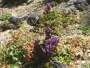 poporon̗}Eep[NR쑐K[f̓eʐ^2