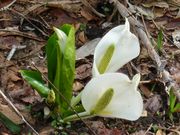 kiyohiko85jp����̔����̐��m�Ԃ̓��e�ʐ^4