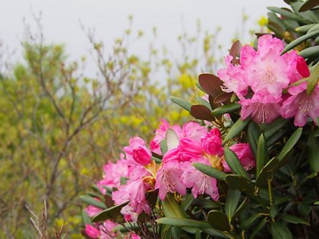 x̕xmʃPx̃VNiQ̓eʐ^2