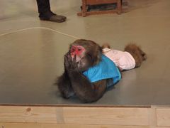 ���h���܂킵����̎ʐ^1