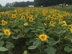 [Ƃ񂳂̓̉w Tt[kւ̓eʐ^1