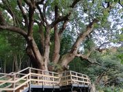 �̂قق�C������̏�J�̑�N�X�̓��e�ʐ^2