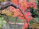 こぼらさんの紅葉渓庭園の投稿写真1