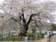kiyohiko85jpさんの荘川桜の投稿写真1