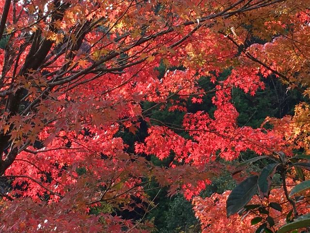 �~�����k�J�̍g�t_�{�V�k�J