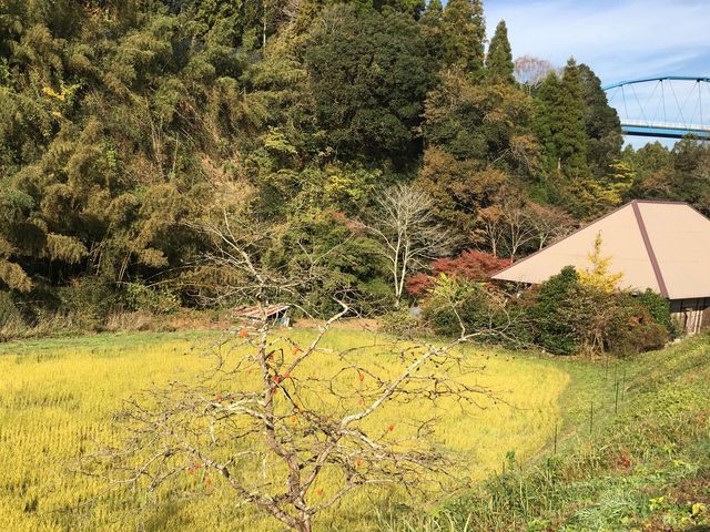 ���R���i�ɂق�����_�{�V�k�J