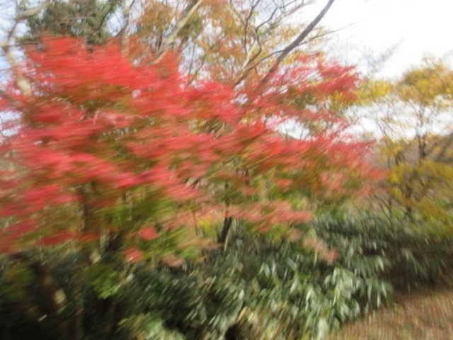 �g�t�����Ă܂���_��P�x