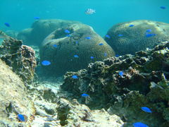 _CrOƐ̓ASeaMole̎ʐ^1