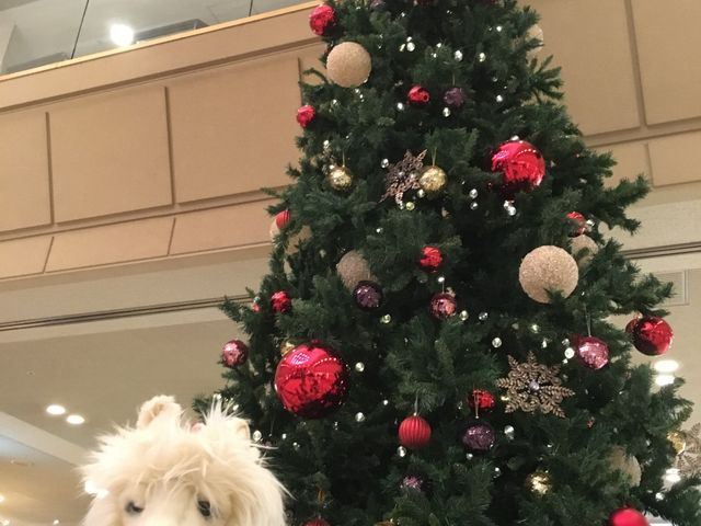 �G���g�����X�̃N���X�}�X�c���[_�z�e���G�s�i�[���ߐ{