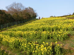 菜の花 神戸総合運動公園の口コミ じゃらんnet