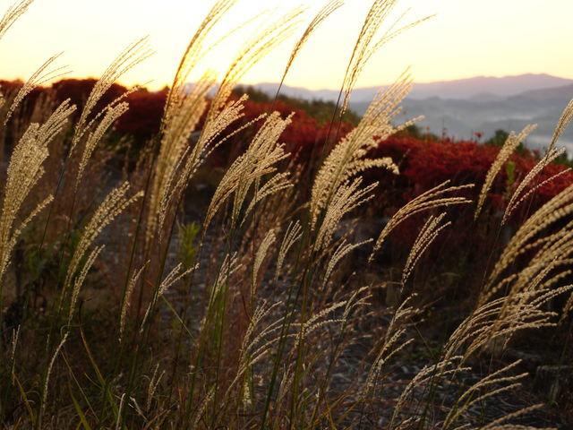 T[rXGA猩[i_T[rXGAij