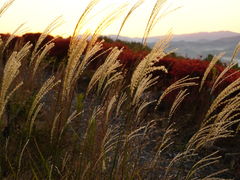 J`̍T[rXGAijւ̓eʐ^1