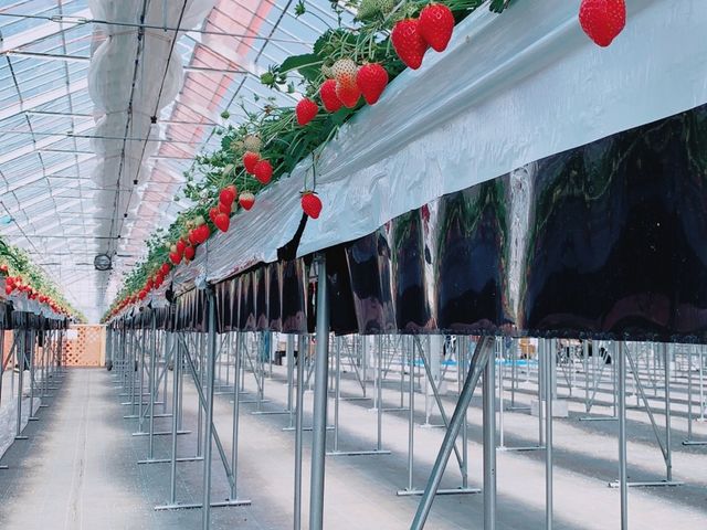 �{�݂��ƂĂ��Y��ŁA2�΂̎q���ł��肪�͂��܂����B_MIGAKI FARM(��ICHIGO WORLD)