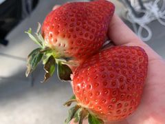 MIGAKI FARM(ICHIGO WORLD)̎ʐ^1