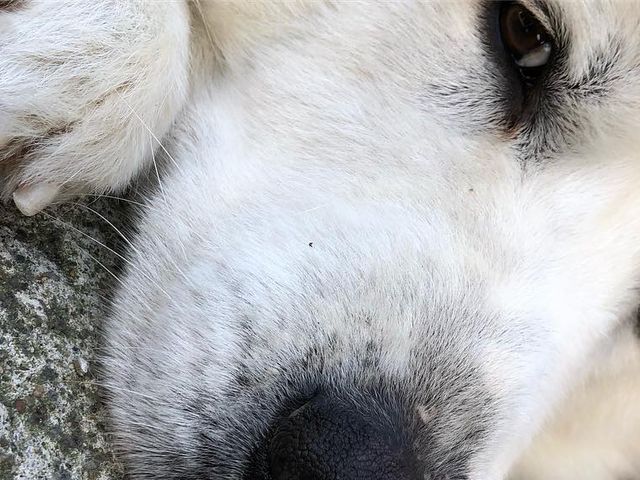 ���Ȃ�傫�ȃ��������2�C���܂�_�O�������h