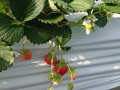 񂸂̂Eu[x[_@x[̋ւ̓eʐ^2