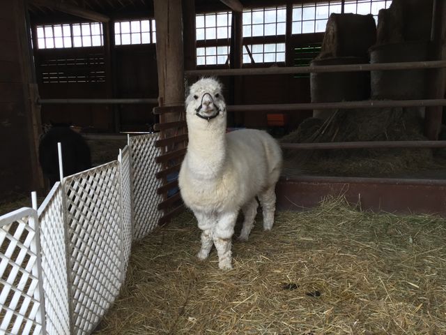 �z�s�q���Y_�z�s�q���Y�t�@�[��