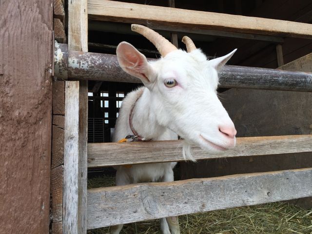 �z�s�q���Y_�z�s�q���Y�t�@�[��