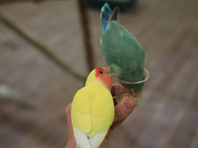 낻lɂԏĂ_Moff animal world BIGHOPK[f[󐼓X