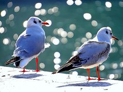�J���`��������̐V����E���g�������ی����ւ̓��e�ʐ^2