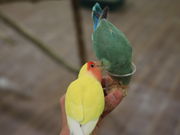 ߂Moff animal world BIGHOPK[f[󐼓X̓eʐ^1