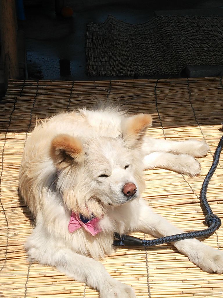 鰺ヶ沢町 西津軽郡 のご当地グルメランキングtop10 じゃらんnet