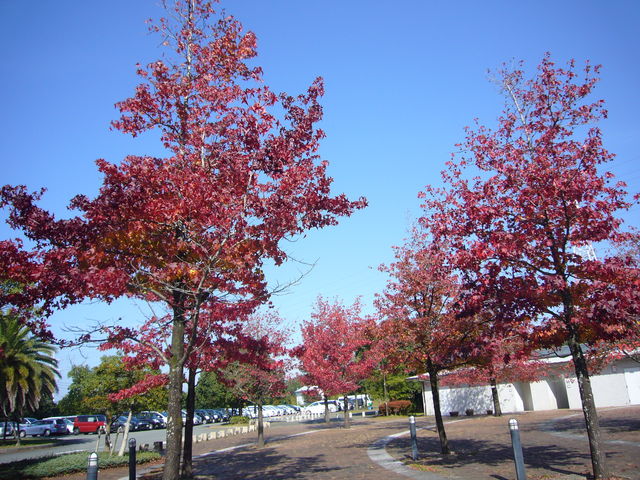 ���ԏꉡ�ɂ͐^���Ԃȍg�t_�É�O���[���p�[�N