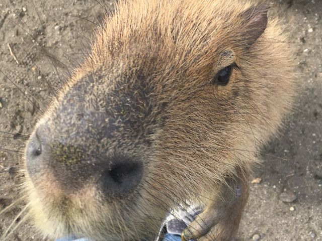 おやつに飛び付くカピバラ_アロハガーデンたてやま