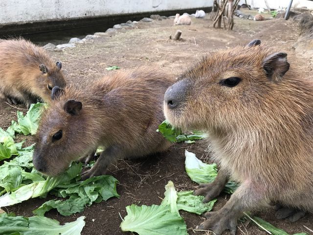 ちびっこたち_アロハガーデンたてやま