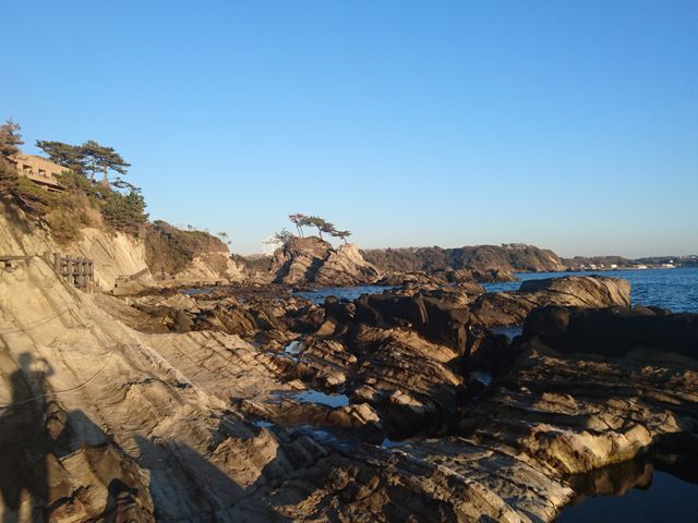 �V�C���ǂ��čō��ł����B_�r�����