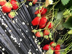 ��̂�����̋g���_���ւ̓��e�ʐ^1