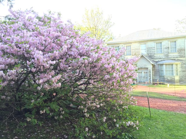 �����̉ԂƗ��j�I�Ȍ���_�k�C����w�A����